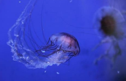 Vermocane, ricci, tracine e meduse, un corso su pericoli e rimedi